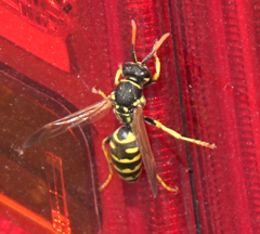 Polistes dominula