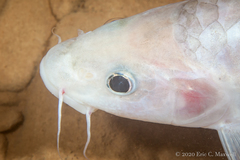 Neolissochilus subterraneus