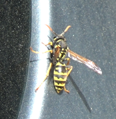 Polistes dominula