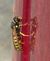 Polistes dominula