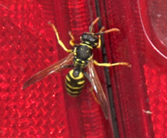 Polistes dominula