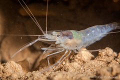 Macrobrachium spelaeus