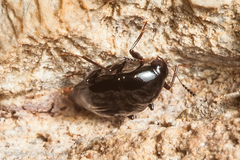 Scaphidiinae