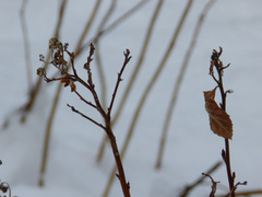 Cornus sericea sericea