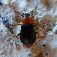 Ebaeus
