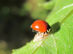 Cycloneda fulvipennis