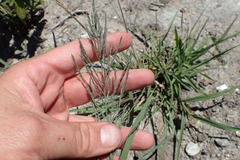 Diplachne fusca