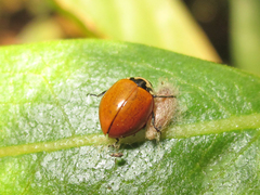 Cycloneda fulvipennis