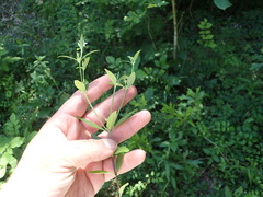 Spigelia texana
