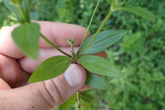 Spigelia texana