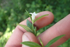 Spigelia texana