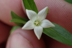 Spigelia texana