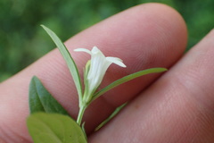 Spigelia texana