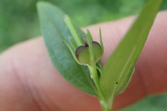 Spigelia texana