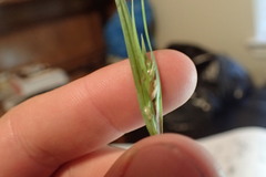 Scleria muehlenbergii