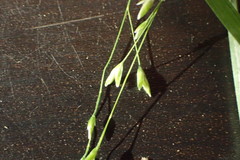 Poa autumnalis