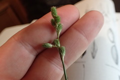 Carex tribuloides sangamonensis