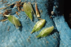 Carex tribuloides sangamonensis