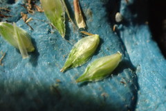 Carex tribuloides sangamonensis