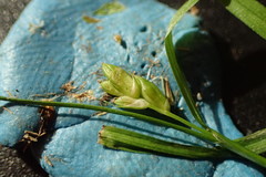 Carex planispicata