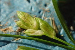 Carex planispicata