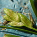 Flat-spiked Sedge - Photo (c) Andy Newman, some rights reserved (CC BY-NC), uploaded by Andy Newman