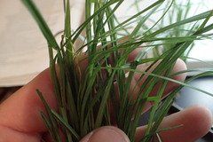 Carex planispicata
