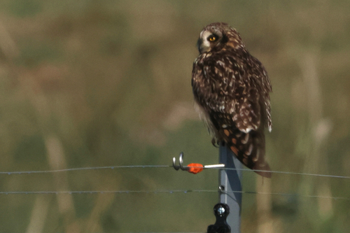 Asio flammeus observed 2026-10-31