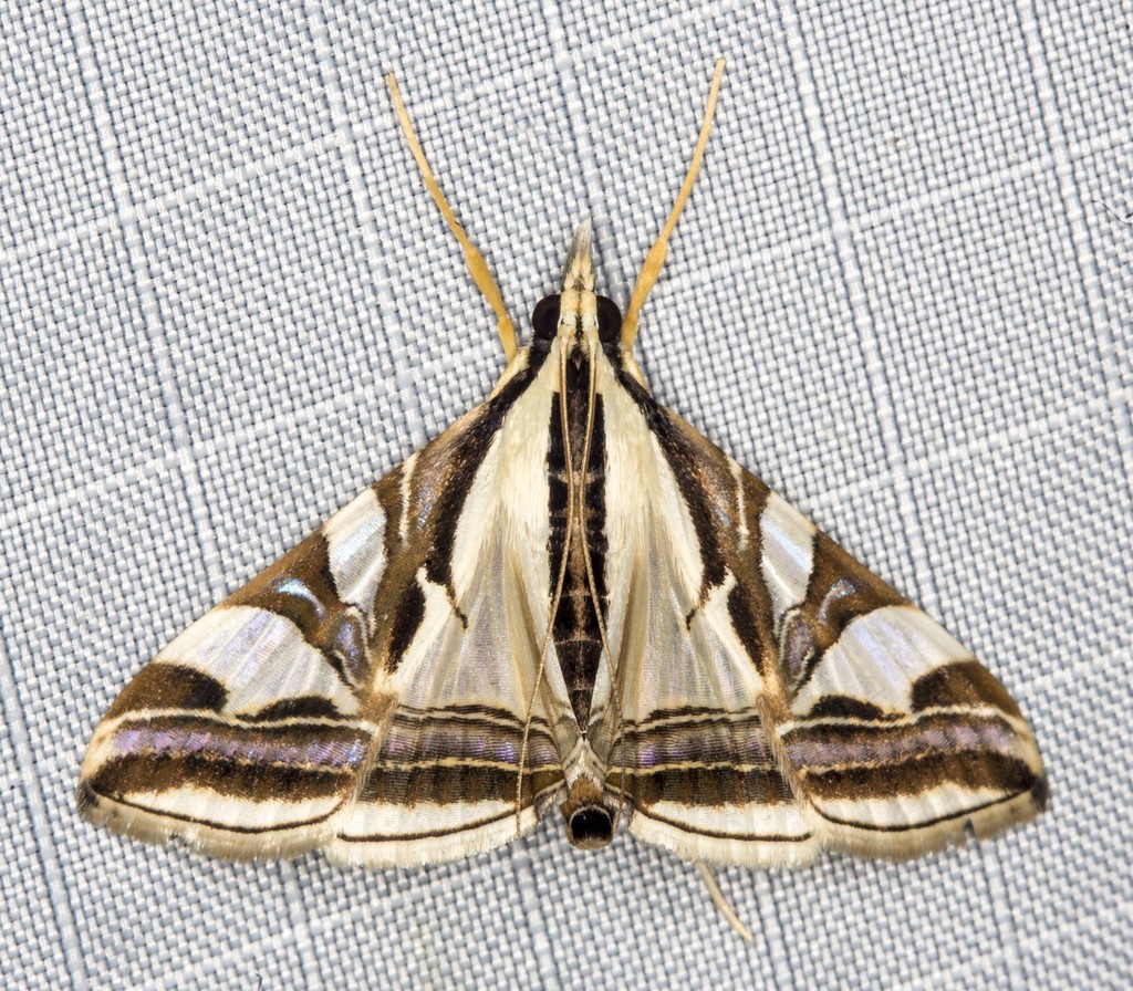 Agrioglypta excelsalis