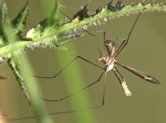 Tipula