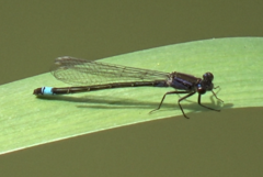 Ischnura elegans