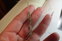 Trisetum interruptum