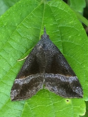 Hypena trigonalis