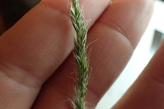 Trisetum interruptum