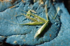 Trisetum interruptum