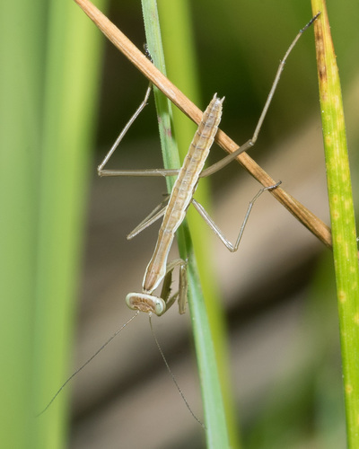 Chinese Mantis, photo 4 of 10