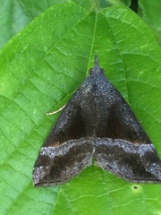 Hypena trigonalis