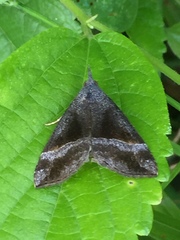 Hypena trigonalis