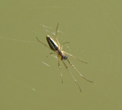 Tetragnatha