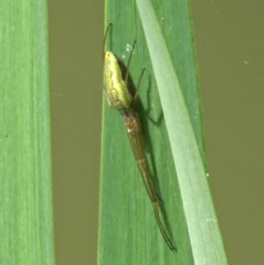 Tetragnatha
