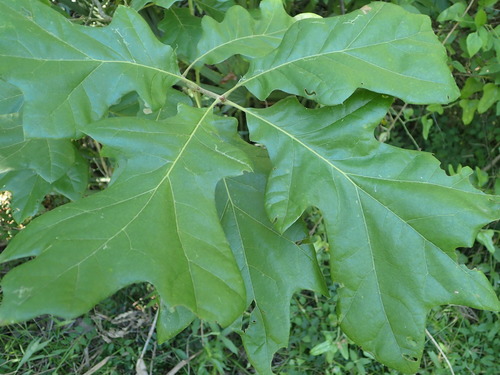 cherrybark oak