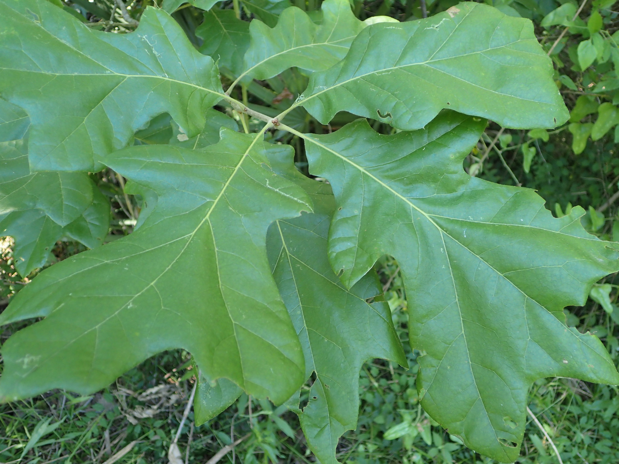 quercus pagoda