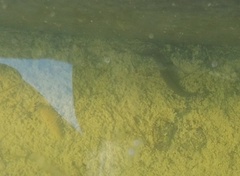Haemopidae