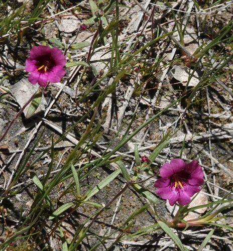 Image of Erythranthe palmeri by (c) desertnaturalist, some rights reserved (CC BY)