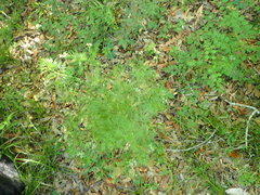 Trepocarpus aethusae