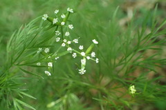 Trepocarpus aethusae