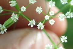 Trepocarpus aethusae