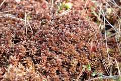 Sphagnum medium