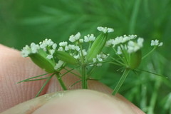 Trepocarpus aethusae