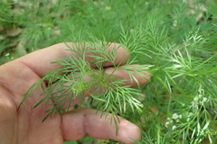 Trepocarpus aethusae